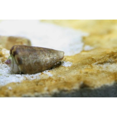 Melc Strombus Gibberulus